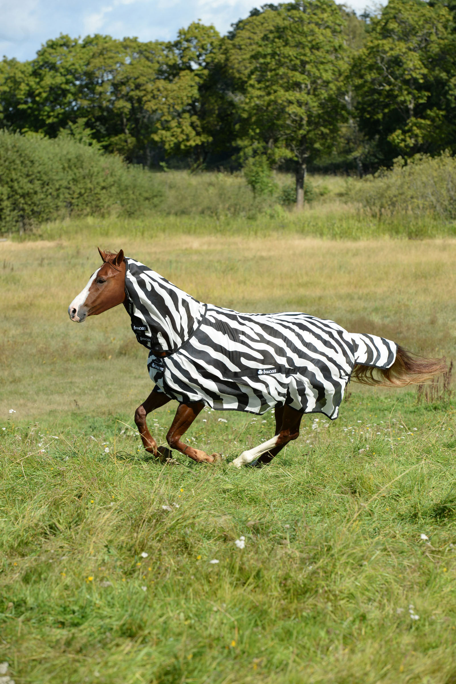 Zebra Print New Bucas Buzz-Off Fly Rug with Full Neck